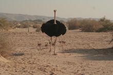Invitation For Press Trip To Eilat, Through The Negev Desert