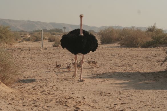 Invitation For Press Trip To Eilat, Through The Negev Desert