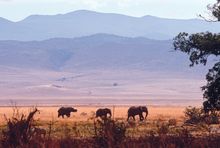 Remote Africa Elephant Ngorongoro Crater Tanzania