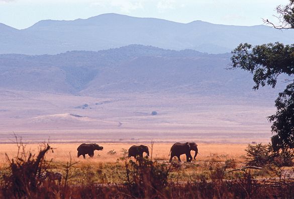 Remote Africa Elephant Ngorongoro Crater Tanzania