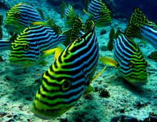 Divers Needed To Survey Coral Reef Unknown To Science