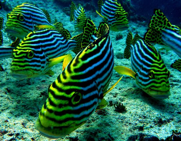 Divers Needed To Survey Coral Reef Unknown To Science