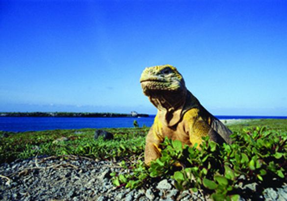 Galapagos