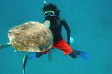 Snorkl--Turtle Eating from Mouth