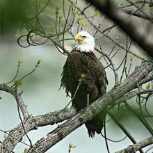 Bald Eagles are seen frequently along the Allegheny Reservoir
