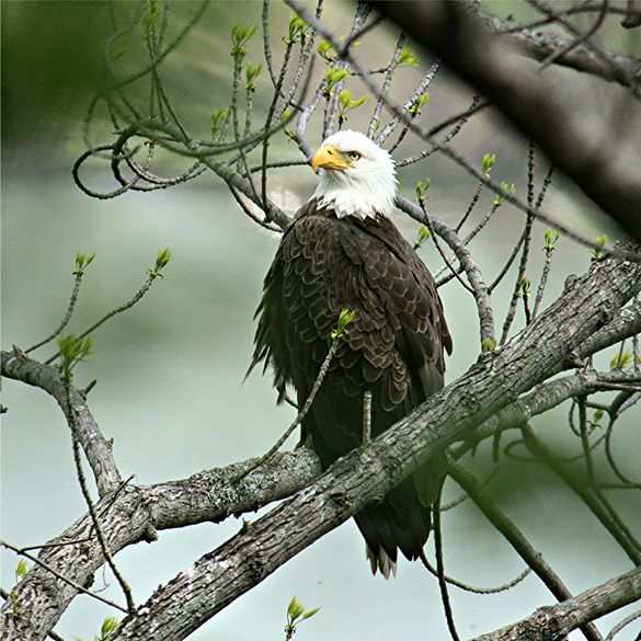 Bald Eagles are seen frequently along the Allegheny Reservoir
