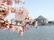 dc blossom jefferson memorial