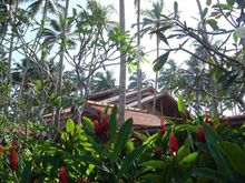 Reef, Sri Lanka (6)