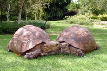 tortoise
