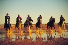 Cattle Drive South Australia