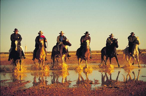 Cattle Drive South Australia