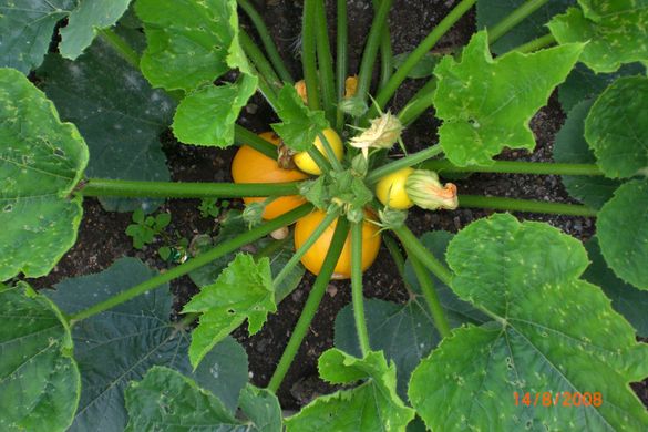 Red Lion kitchen garden