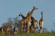 Giraffes