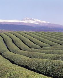 Tea