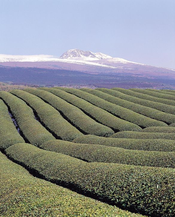 Tea