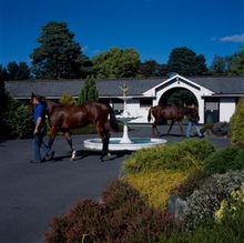 Irish National Stud - Failte Ireland Pictures