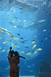 Planet Shark Lands In Georgia�s Aquarium 