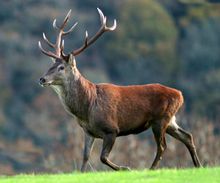 Stag