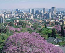 Pretoria in full bloom