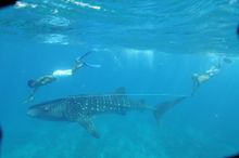 Diva At Heart Of Maldives� Largest Marine Protected Area