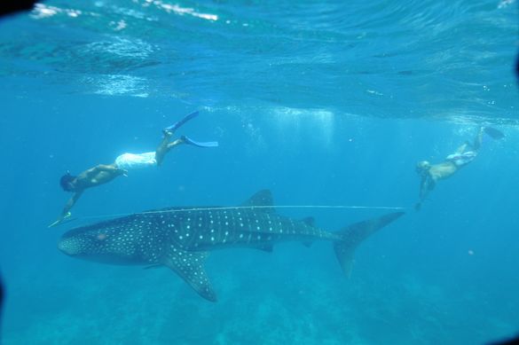 Diva At Heart Of Maldives� Largest Marine Protected Area