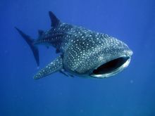 Diva At Heart Of Maldives� Largest Marine Protected Area