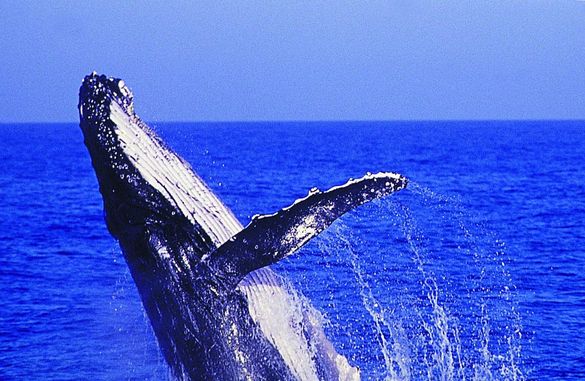 Humpback Whale