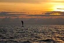 e:	Dolphins spotting in the Bali Sea fronting Spa Village Resort Tembok, Bali 