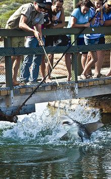 Shark Feeding Up Close