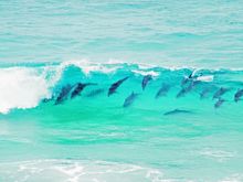 Dolphins