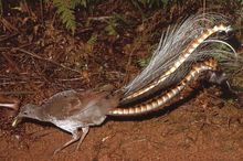 Lyrebird