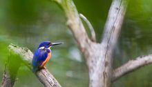 Azure Kingfisher in the Royal National Park (copyright Sydney Coast Walks)