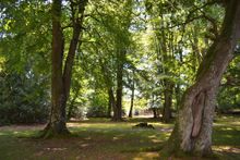 New Forest Glade