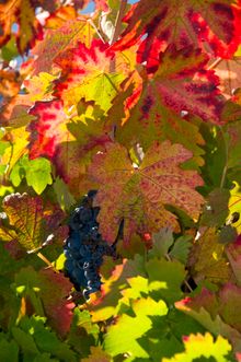Grape Leaves, Napa Valley