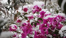 Snow Image Bouganvilla