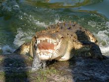 Alligator