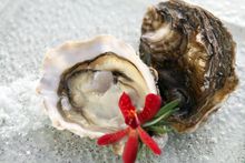 Divine Oysters