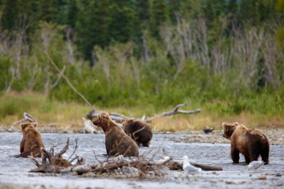 Katmai National Park is known for its bear viewing opportunities.