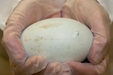 Ron Webb, a San Diego Zoo Safari Park senior keeper, monitors a California condor chick on Monday, two days after it hatched on 