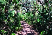 Castle Windy is a shell midden that stretches 300 feet along the shores of the Mosquito Lagoon.