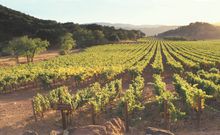 Napa Valley vineyard view