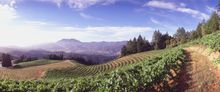 Wide Napa Valley vineyard view