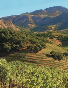 Vineyard view from Stag\'s Leap in The Napa Valley