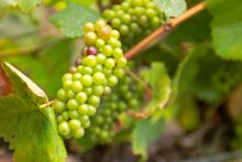 Summertime grapes growing