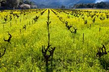 Napa Valley Cabernet Season, wild mustard blooming.