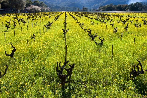 Napa Valley Cabernet Season, wild mustard blooming.