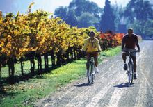 Bicycling along St. Helena vineyard
