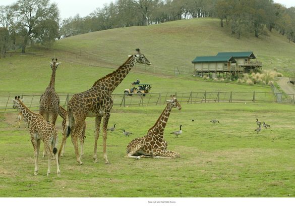 Safari West