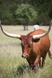 Wildcatter longhorn