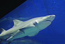 Lemon Shark at Maritime Acquarium Norwalk CT